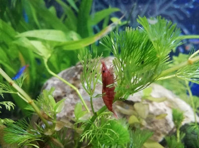 赤 チェリー エビ 水族館 写真