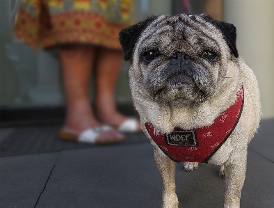 Foto Lucu anjing wanita menatap
