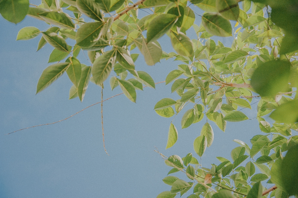 Cielo árbol hoja rama