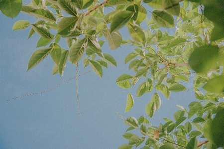 空 木 葉 ブランチ 写真