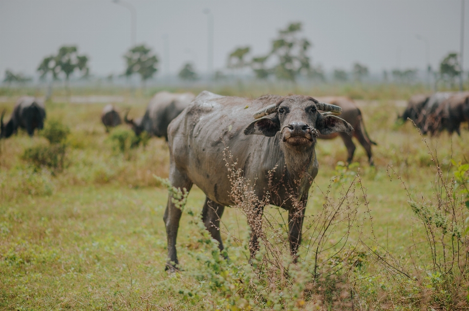 Grün tiere rinder wie säugetiere
 tierwelt