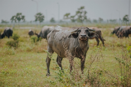 Green animals cattle like mammal wildlife Photo