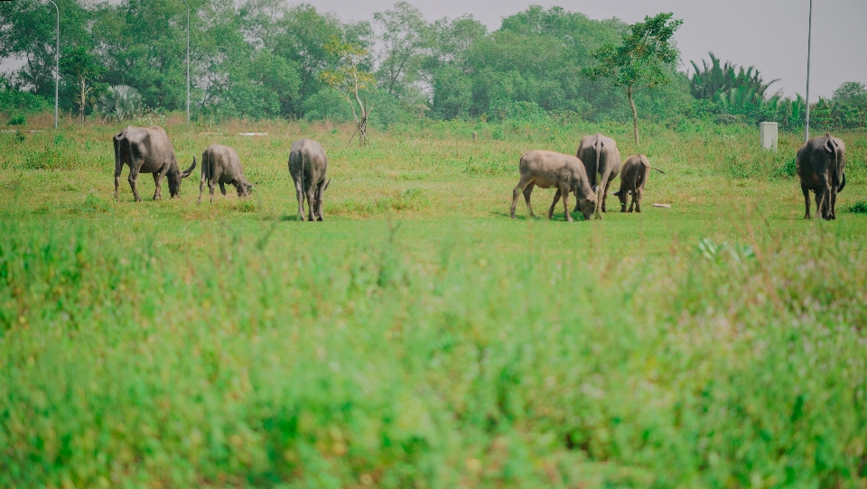 Green animals grassland wildlife