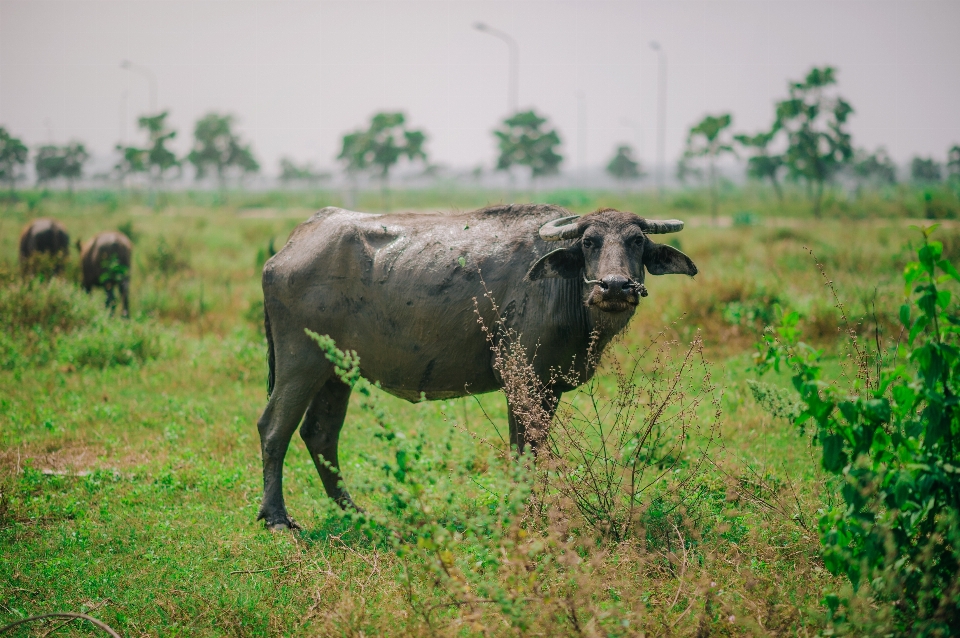 Green animals wildlife cattle like mammal