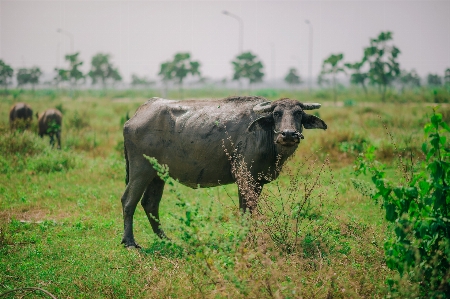 Green animals wildlife cattle like mammal Photo