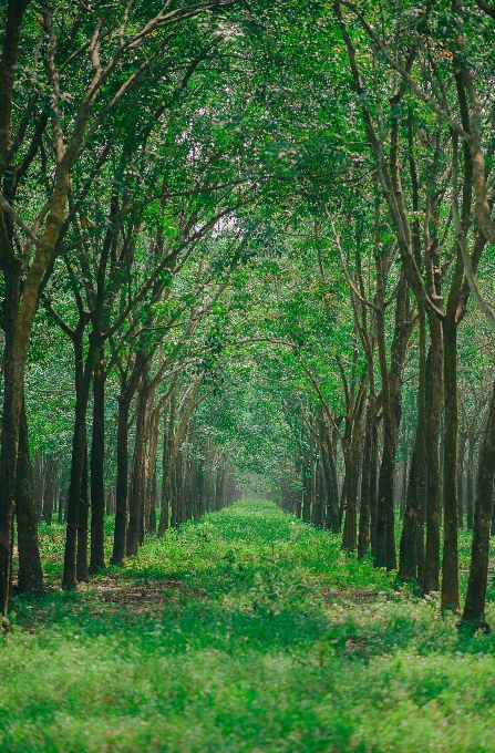 Sky green tree woodland