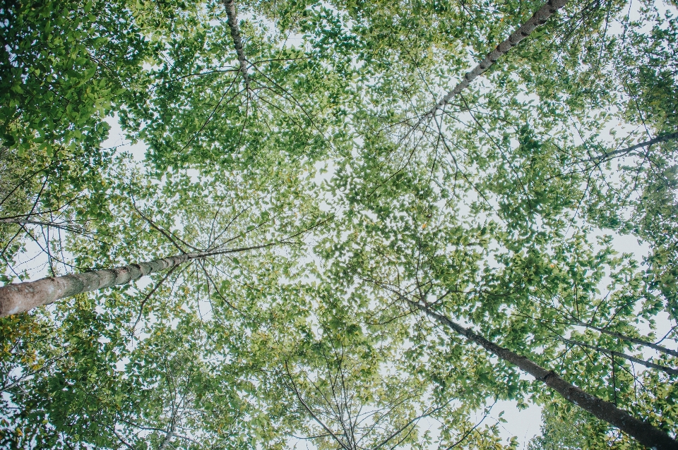 Himmel grün baum blatt