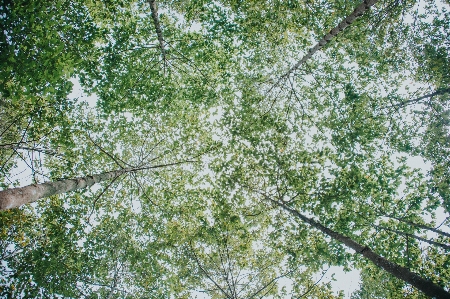 Foto Cielo verde albero foglia