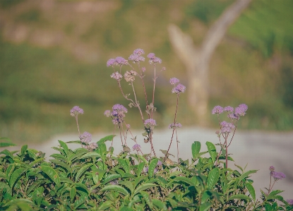 空 緑 木 植物 写真