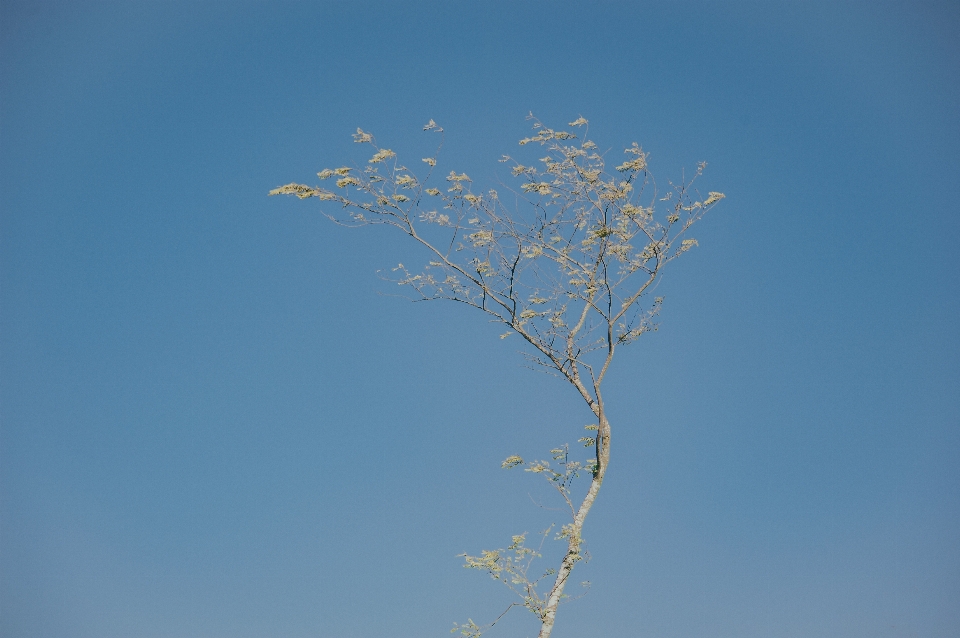 Céu verde árvore filial