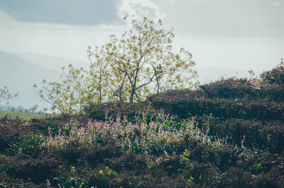 Cielo verde árbol vegetación