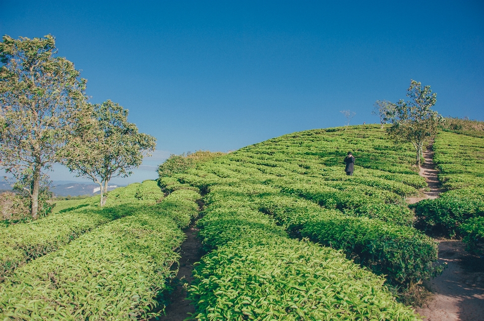 Cielo verde vegetazione natura