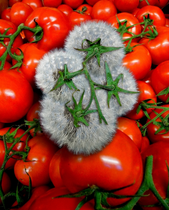 Pomodoro rosso alimenti naturali
 verdura