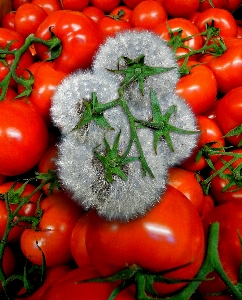 Foto Tomat merah makanan alami
 sayur-mayur