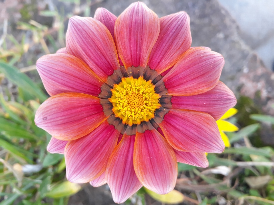 Fotografie schönheit blume rosa