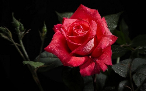 Red rose flower Photo