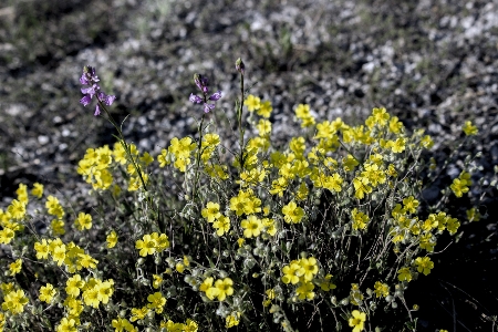 Foto Pedras areia grama flor