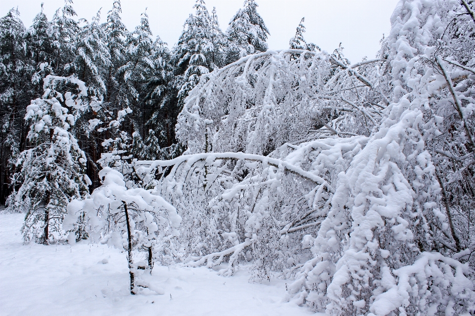 árbol invierno nieve abedul
