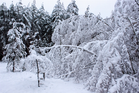 木 冬 雪 白樺
 写真