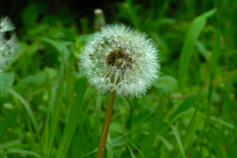 Fleur pissenlit flore usine