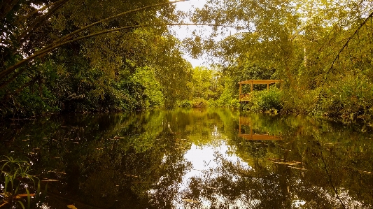 Water landscape nature forest Photo