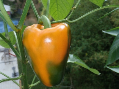 Bell pepper fresh vegetable nature Photo