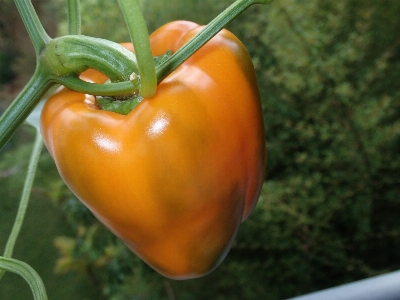 Bell pepper fresh vegetable nature Photo