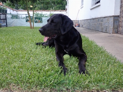 Foto Cachorro labrador preto
 grama