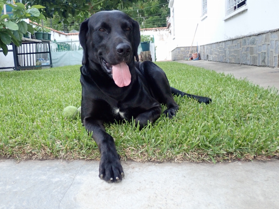 Hund schwarzer labrador
 labrador gras