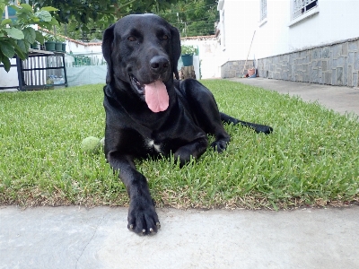 Foto Cachorro labrador preto
 grama