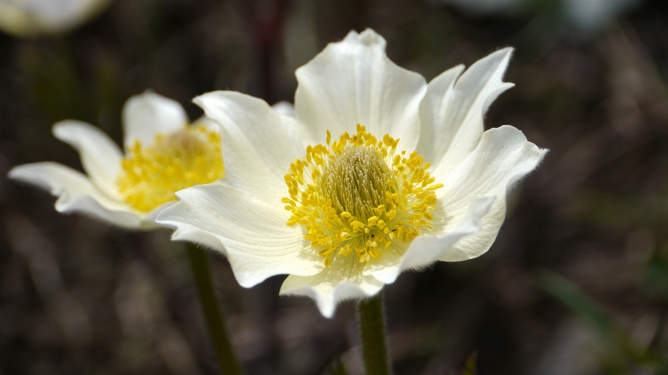 Fiore anemone alpino
 flora natura