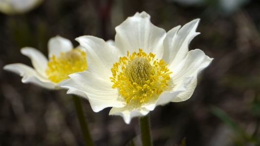 Flower alpine anemone flora nature Photo