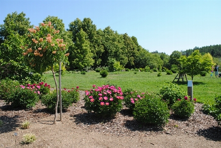 Peony botanical garden prague Photo