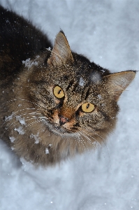 Photo Chat sibérien
 animal duveteux hiver