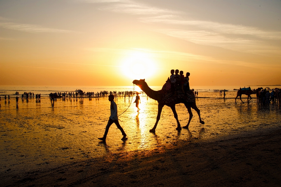 India sun camel sky