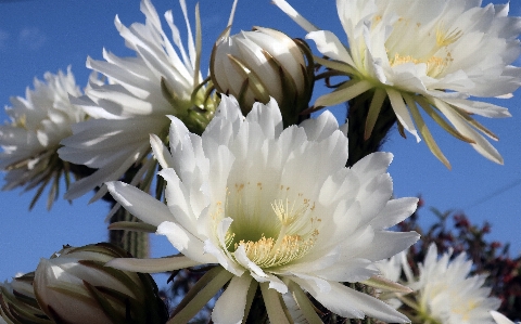 Garden flower earth wild Photo