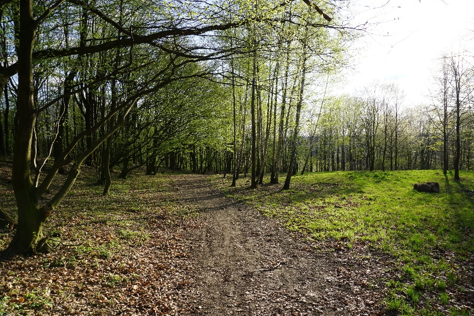 Forest woodland path ecosystem