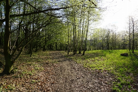 Forest woodland path ecosystem Photo