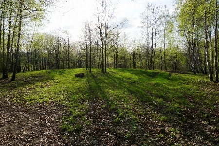 Forest path woodland ecosystem Photo