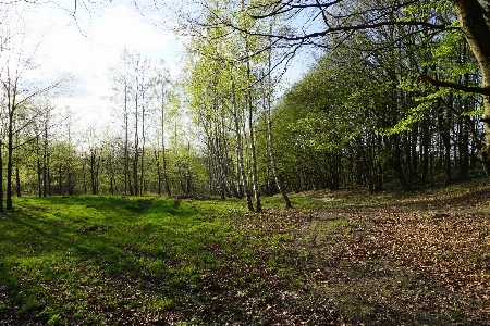 Forest woodland ecosystem nature Photo