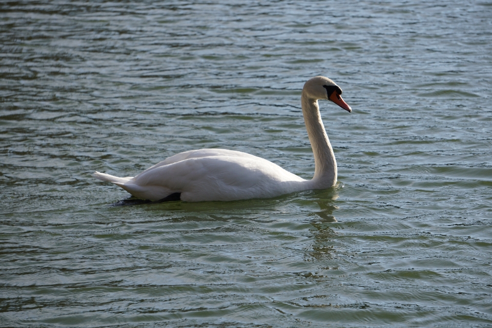 Schwan vogel wasservogel
 enten