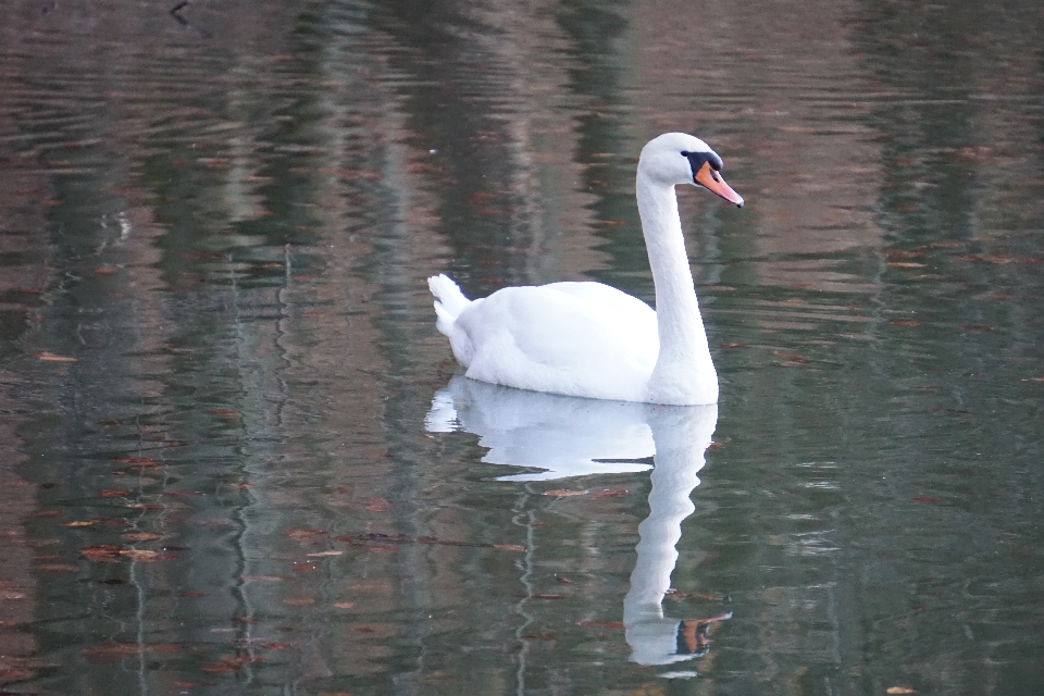 Cygne oiseau eau d'eau
