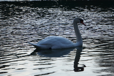 Swan water bird reflection Photo