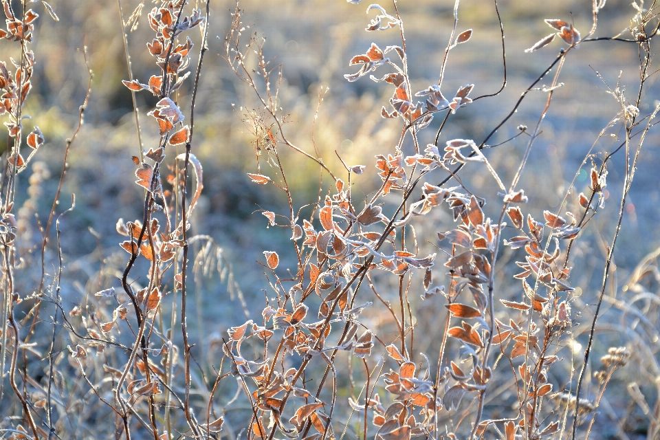 Autumn beautiful branches bright