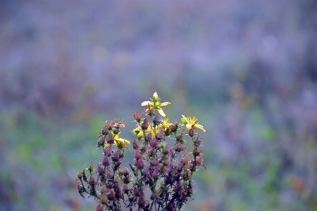 Plant autumn landscape field Photo