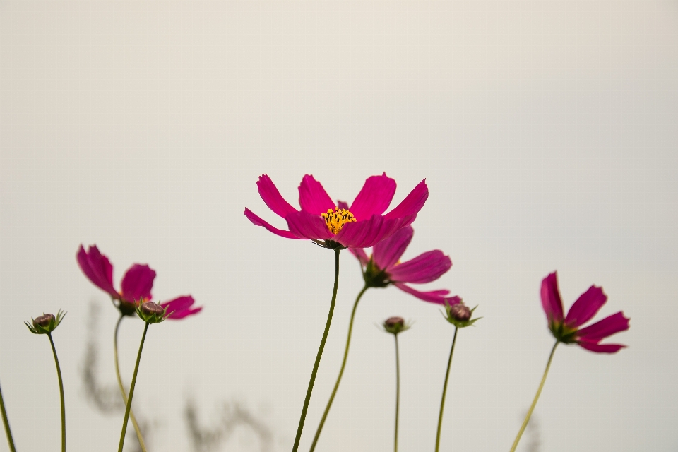 Flowers plants beautiful color