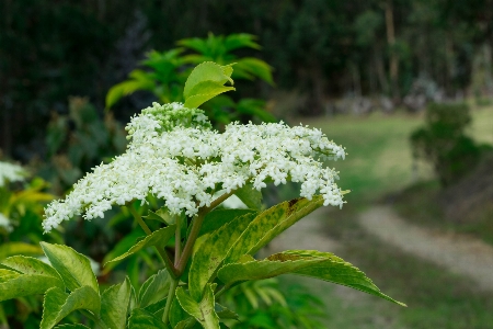 Nature plant vegetation flora Photo