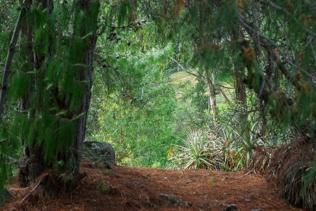 Foto Alam hutan tumbuh-tumbuhan pohon