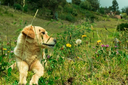 Foto Natura cane erba golden retriever
