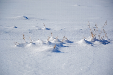 Winter field snow dry grass Photo